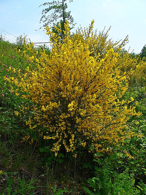 Broom: Cytisus scoparius , Fabaceae, Common Broom, habitus; Waldbronn, Germany. The fresh, stripped off flowers with the leaves, without branchtips, are used in homeop