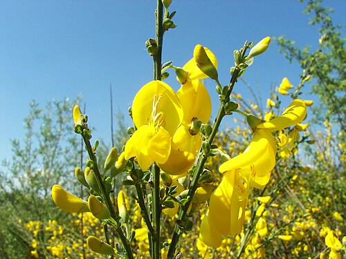 Broom: Common Broom (Cytisus scoparius), Location: Lahntal-Goßfelden, Hesse, Germany