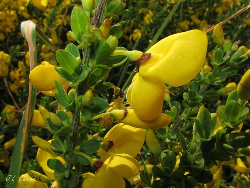 Broom (Cytisus scoparius)