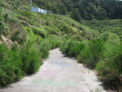 Broom (Cytisus scoparius)