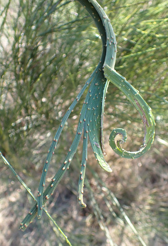 Broom (Cytisus scoparius)