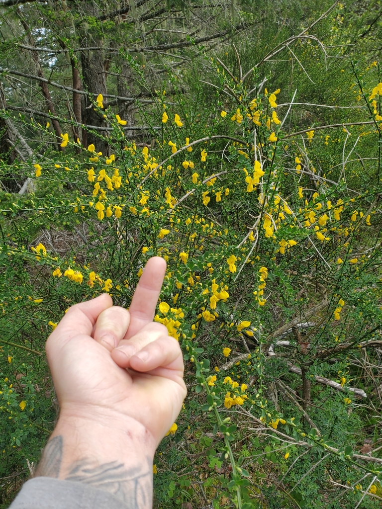 Broom (Cytisus scoparius)