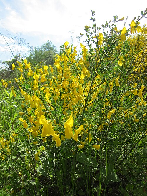Broom: Besenginster ( Cytisus scoparius ) in Bruchmühlbach-Miesau