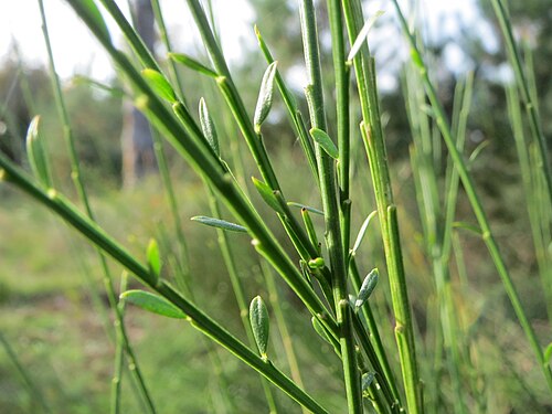 Broom: Besenginster ( Cytisus scoparius ) auf dem Saupferchbuckel im Schwetzinger Hardt