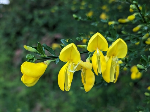 Broom (Cytisus scoparius)