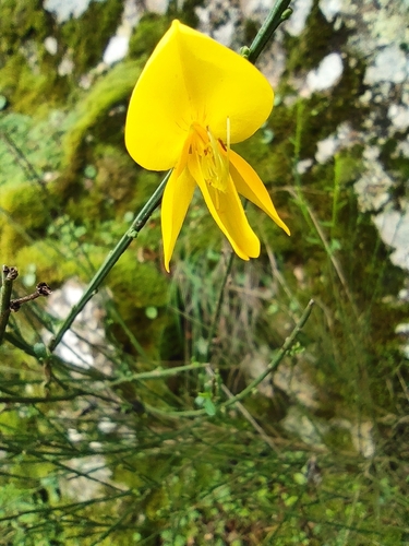 Broom (Cytisus scoparius)