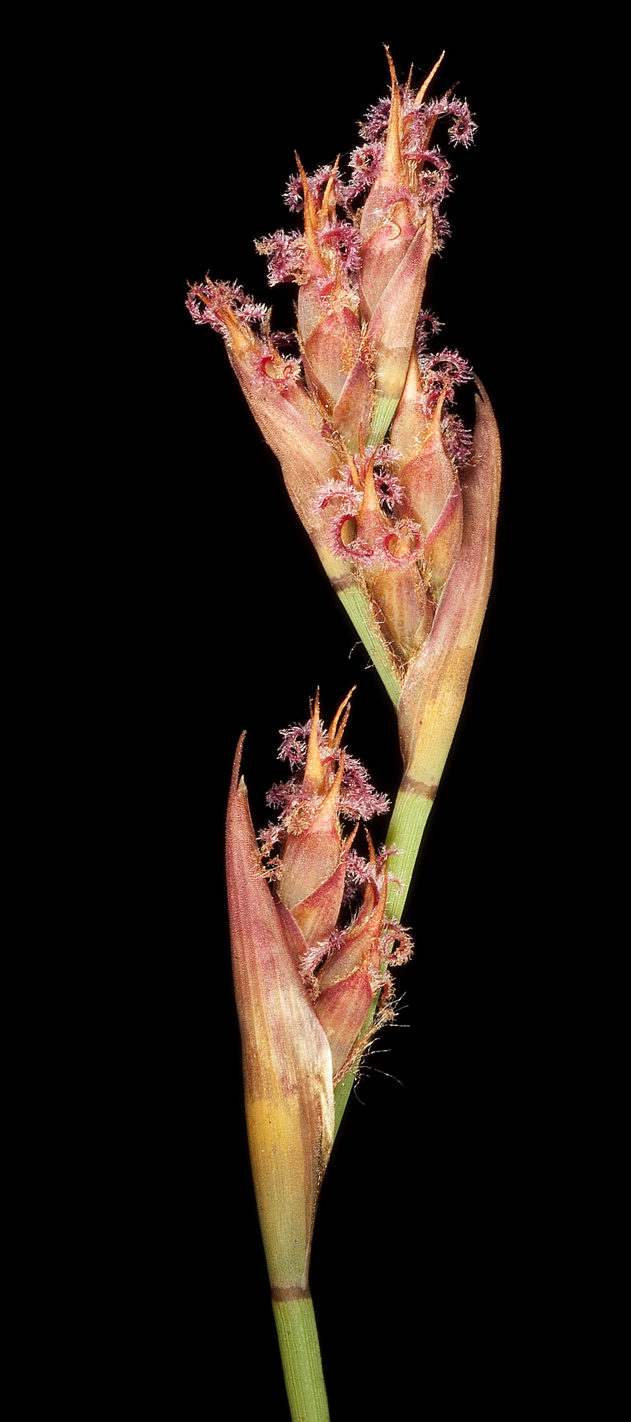 Cytogonidium leptocarpoides: KRT4791