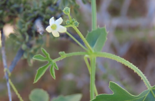 Dactyliandra welwitschii (Dactyliandra welwitschii)
