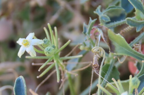 Dactyliandra welwitschii (Dactyliandra welwitschii)