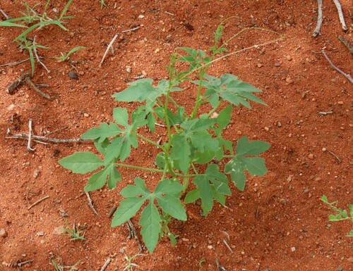 Dactyliandra welwitschii (Dactyliandra welwitschii)