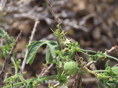 Dactyliandra welwitschii (Dactyliandra welwitschii)