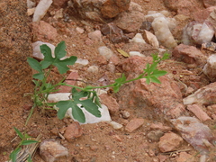 Dactyliandra welwitschii (Dactyliandra welwitschii)