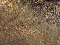 Dactyliandra welwitschii (Dactyliandra welwitschii)