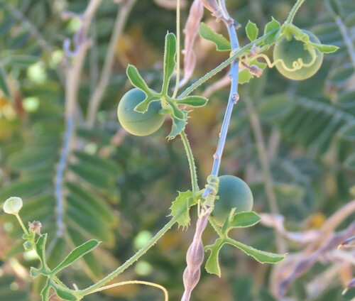 Dactyliandra welwitschii (Dactyliandra welwitschii)