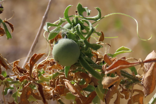 Dactyliandra welwitschii (Dactyliandra welwitschii)