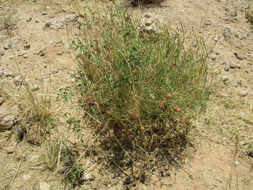 Dactyliandra welwitschii (Dactyliandra welwitschii)