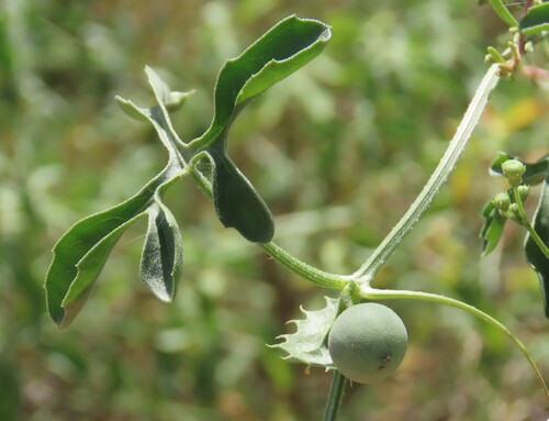 Dactyliandra welwitschii (Dactyliandra welwitschii)