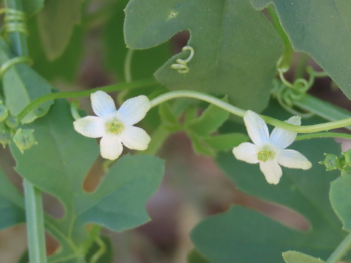 Dactyliandra welwitschii (Dactyliandra welwitschii)