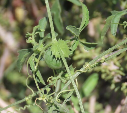 Dactyliandra welwitschii (Dactyliandra welwitschii)