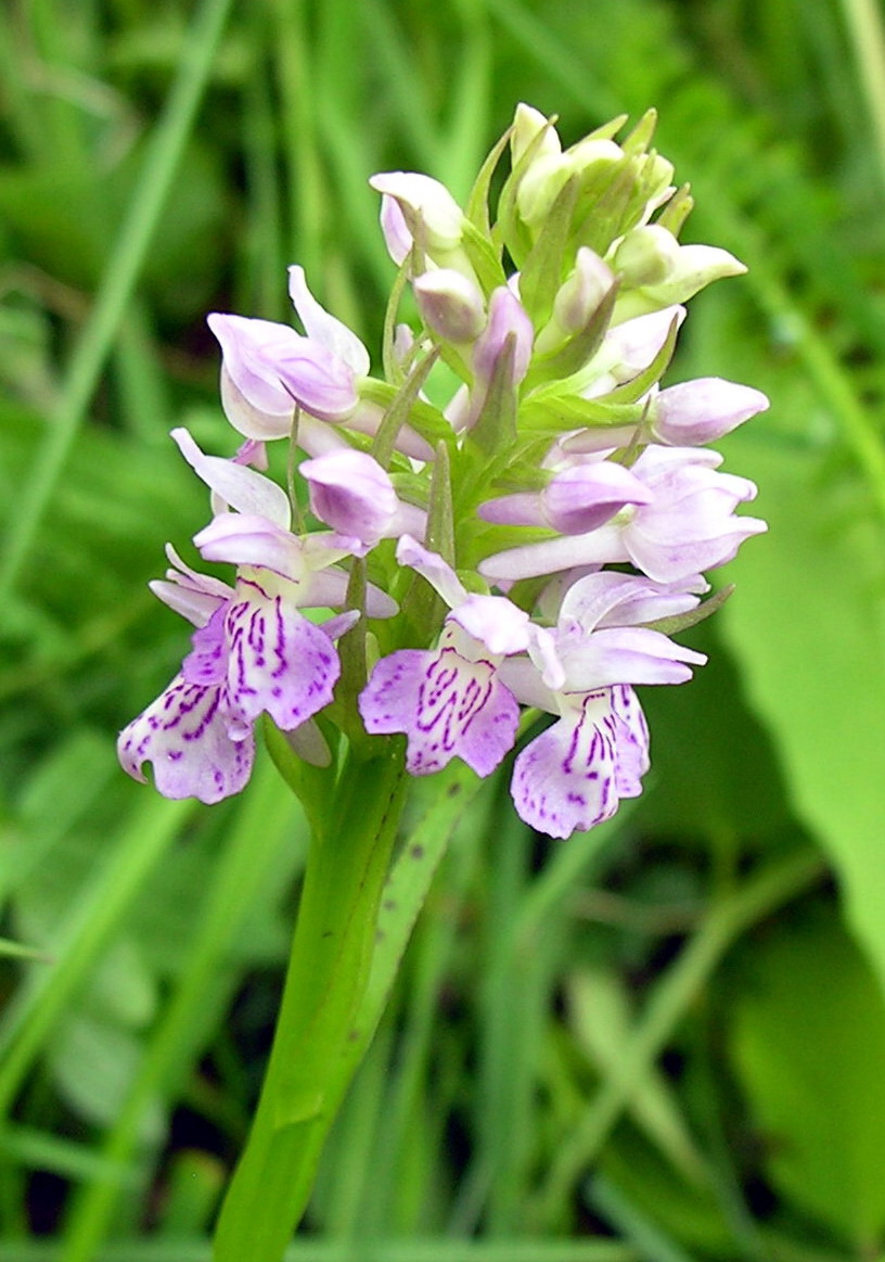 Dactylorhiza baltica (Dactylorhiza baltica)