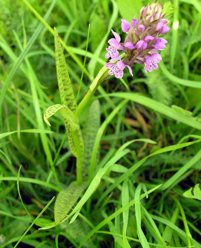 Dactylorhiza baltica (Dactylorhiza baltica)