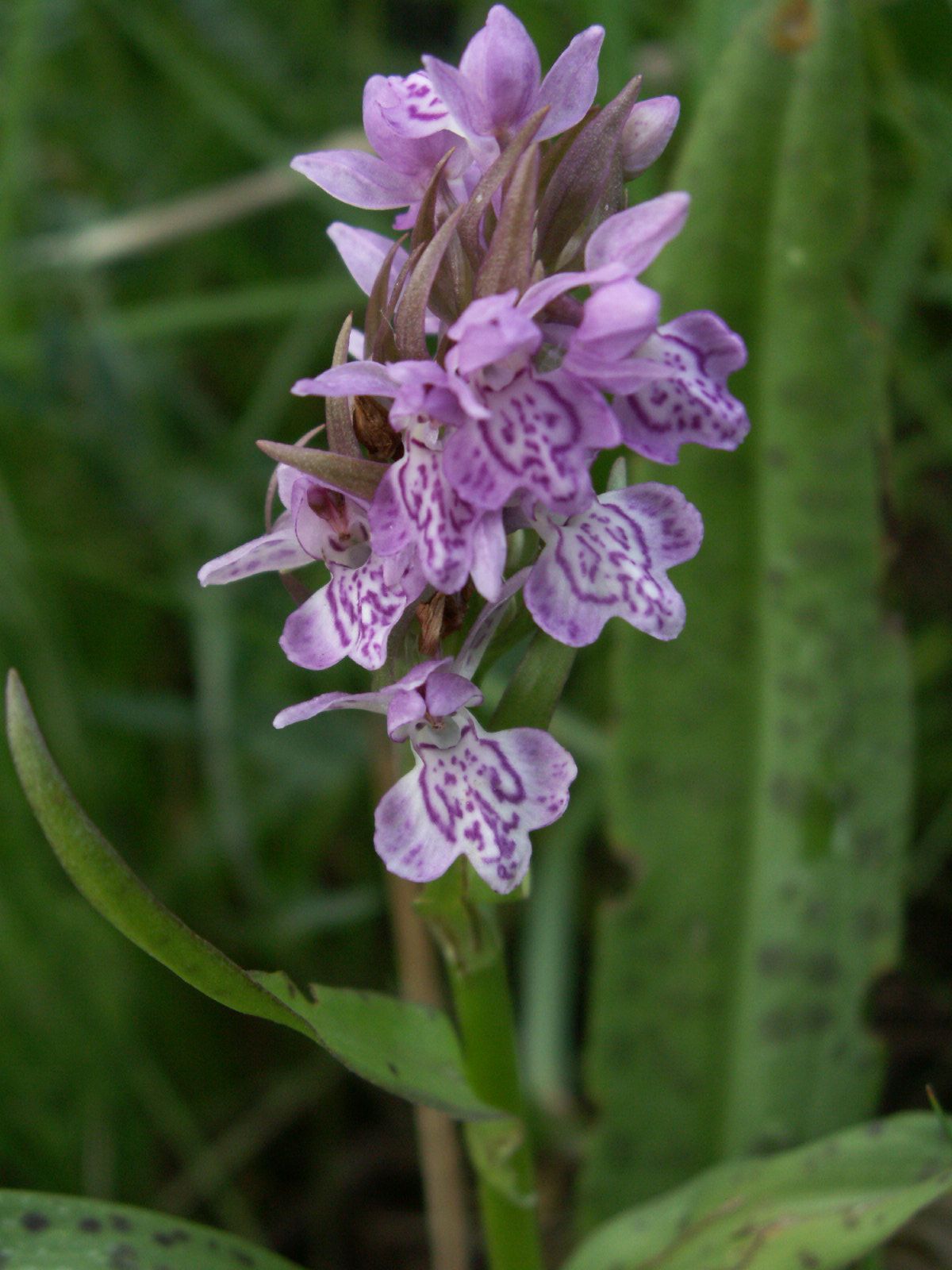 Dactylorhiza baltica: Dactylorhiza baltica, Lithuania