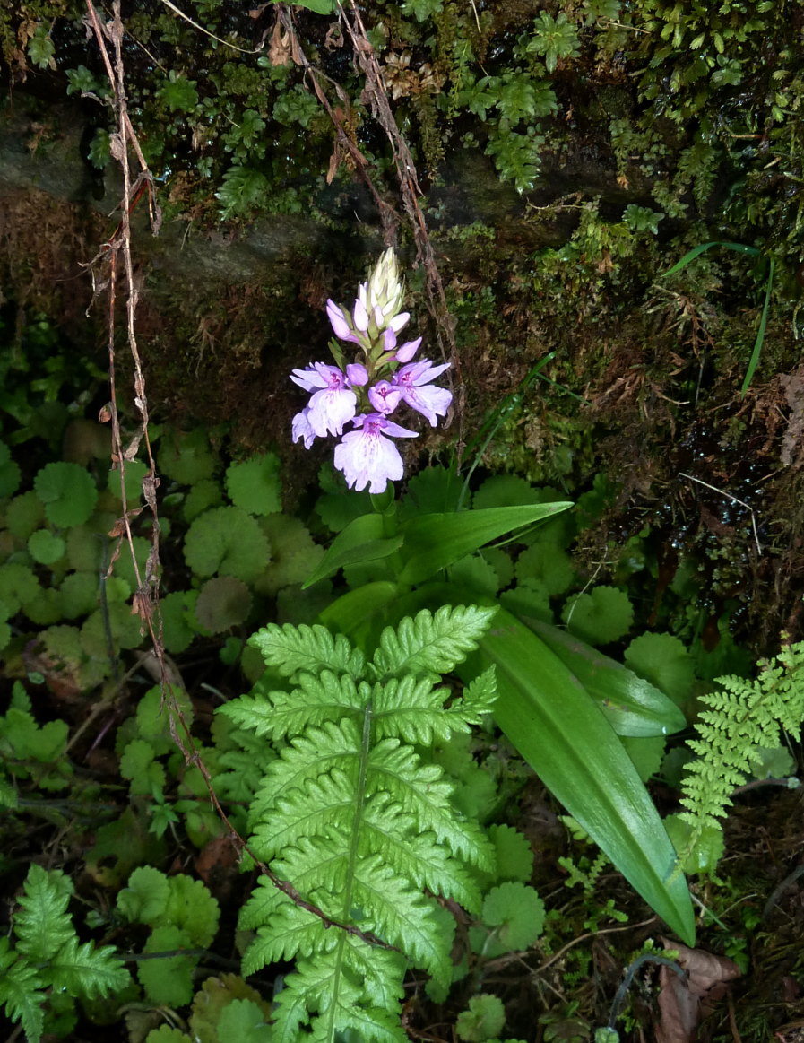 Richly-leaved dactylorhiza: Dactylorhiza foliosa , Ile de Madère