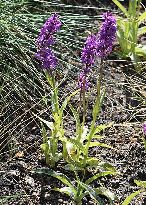 Richly-leaved dactylorhiza: Dactylorhiza foliosa in the Botanischer Garten, Berlin-Dahlem
