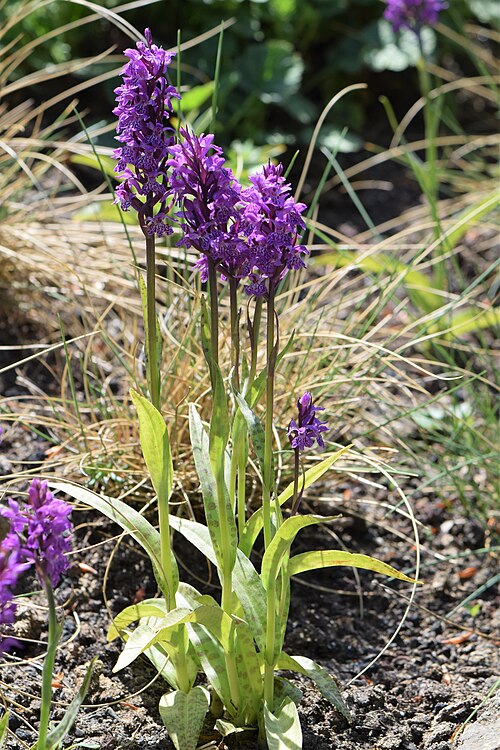 Richly-leaved dactylorhiza: Dactylorhiza foliosa in the Botanischer Garten, Berlin-Dahlem