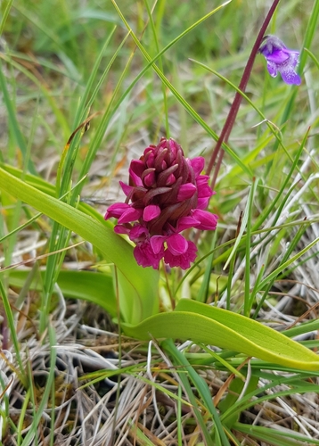 Early marsh-orchid (Dactylorhiza incarnata)