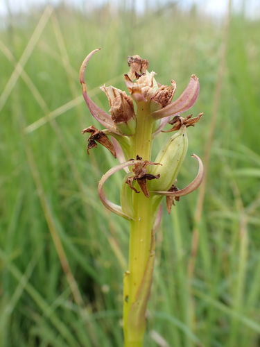 Early marsh-orchid (Dactylorhiza incarnata)