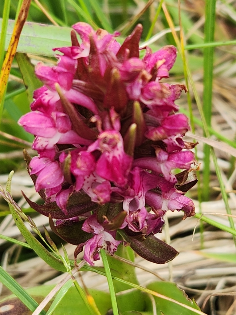 Early marsh-orchid (Dactylorhiza incarnata)