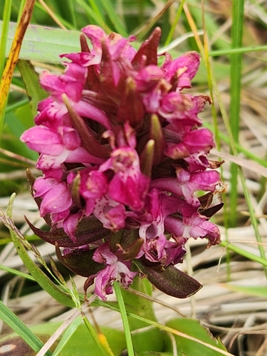 Early marsh-orchid (Dactylorhiza incarnata)