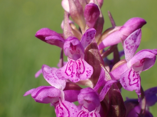 Early marsh-orchid (Dactylorhiza incarnata)