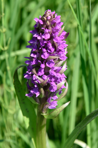 Early marsh-orchid (Dactylorhiza incarnata)
