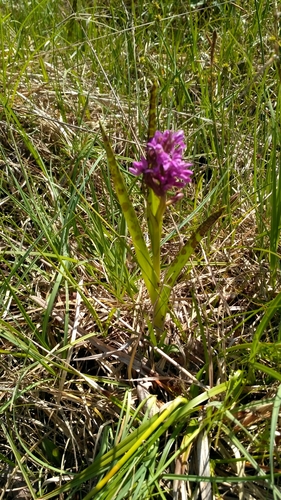Early marsh-orchid (Dactylorhiza incarnata)