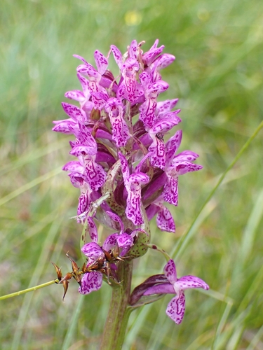 Early marsh-orchid (Dactylorhiza incarnata)