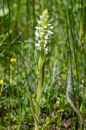 Early marsh-orchid (Dactylorhiza incarnata)