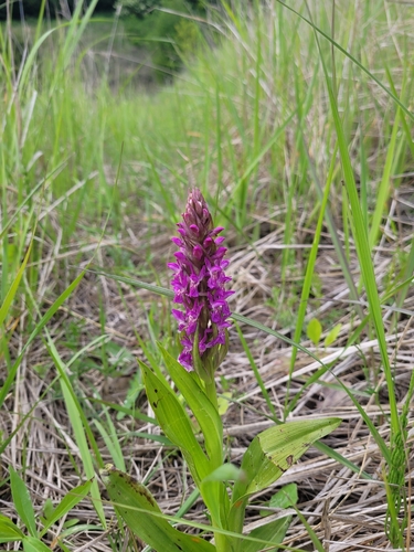 Early marsh-orchid (Dactylorhiza incarnata)