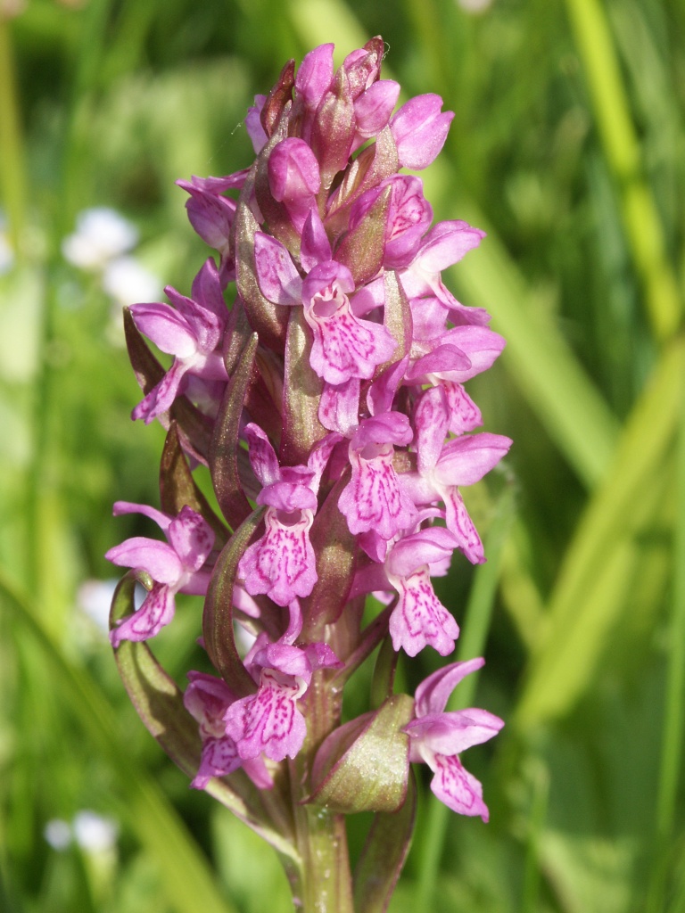 Early marsh-orchid (Dactylorhiza incarnata)