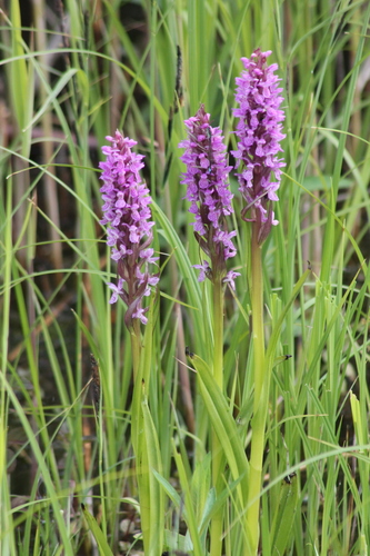 Early marsh-orchid (Dactylorhiza incarnata)