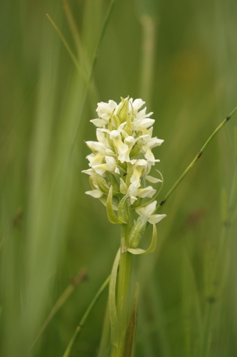 Early marsh-orchid (Dactylorhiza incarnata)