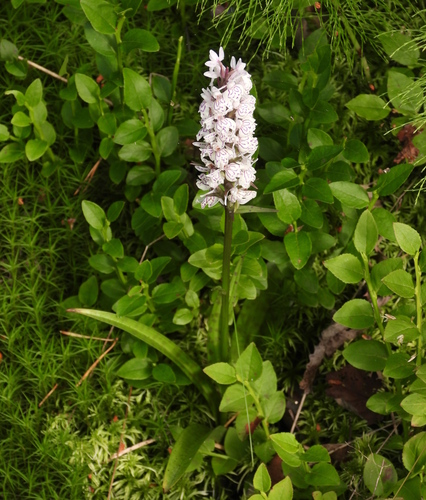 Heath spotted orchid