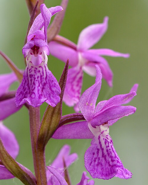 Dactylorhiza russowii: Flowers of the narrow-leaved marsh-orchid , size (width × height) ca 11×18 mm.