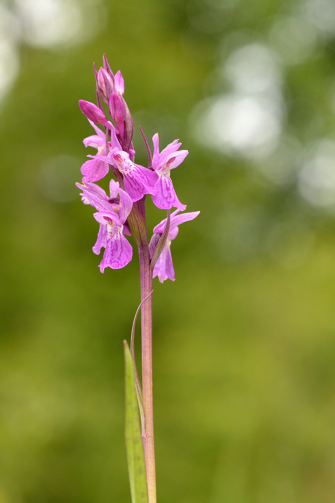 Dactylorhiza russowii: Dactylorhiza russowii - Niitvälja bog, Northwestern Estonia. It's rare and protected species in Estonia.