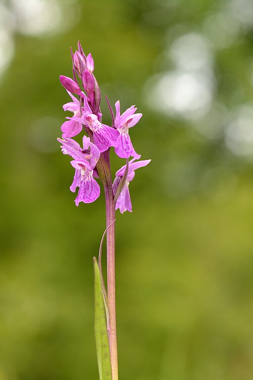Dactylorhiza russowii: Dactylorhiza russowii - Niitvälja bog, Northwestern Estonia. It's rare and protected species in Estonia.