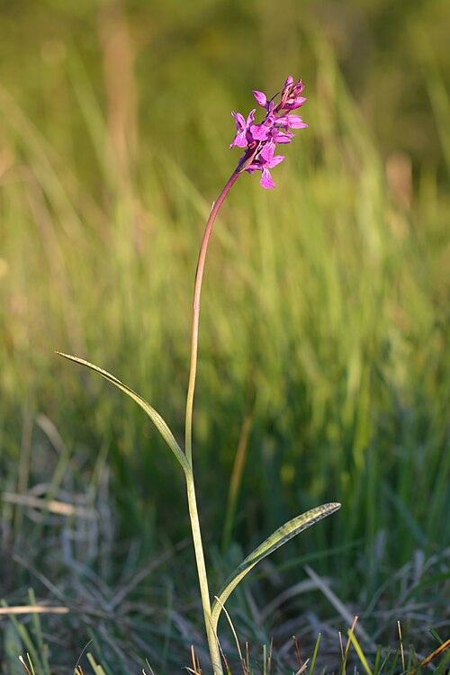 Dactylorhiza russowii: Russow's Marsh Orchid or Narrow-leaved Marsh-orchid ( Dactylorhiza russowii ). Niitvälja Bog , Northwestern Estonia .