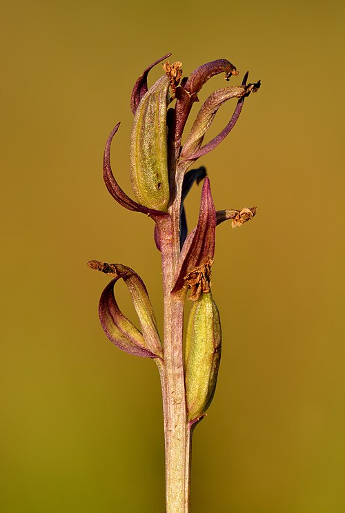 Dactylorhiza russowii: Infructescence of the narrow-leaved marsh-orchid