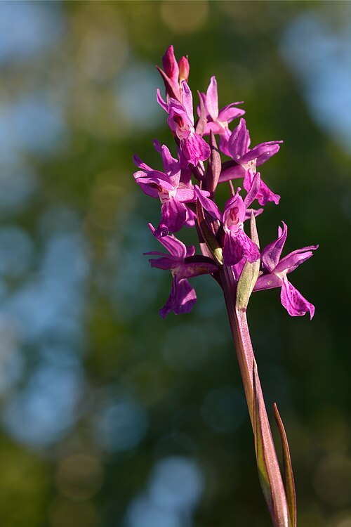 Dactylorhiza russowii: Dactylorhiza russowii - Niitvälja bog, Northwestern Estonia. It's rare and protected species in Estonia.