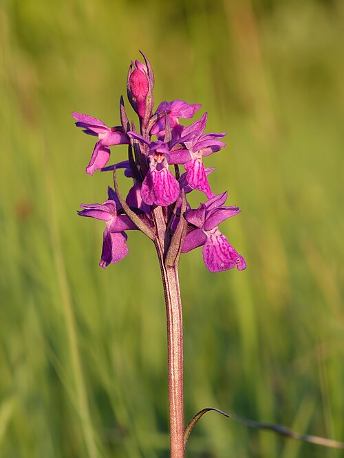 Dactylorhiza russowii: Inflorescence of the narrow-leaved marsh-orchid ( Dactylorhiza russowii ). Niitvälja Bog , Northwestern Estonia .
